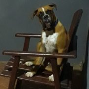 Cachorro porte medio para adoção em Antonina - Paraná