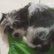 Cachorro porte pequeno para adoção em Salvador - Bahia