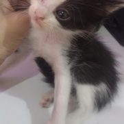 Gato porte pequeno para adoção em Belo Horizonte - Minas Gerais