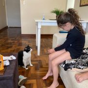 Gato porte medio para adoção em Porto Alegre - Rio Grande do Sul