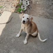 Cachorro porte medio para adoção em Contagem - Minas Gerais