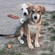 Cachorro porte medio para adoção em Contagem - Minas Gerais