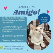 Gato porte pequeno para adoção em Porto Alegre - Rio Grande do Sul