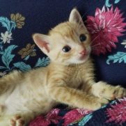 Gato porte pequeno para adoção em Cuiabá - Mato Grosso