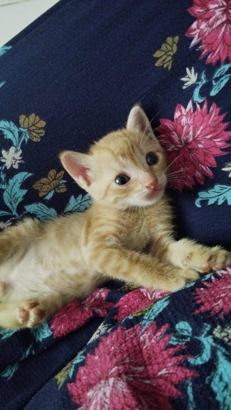 Gato Pequeno para adoção em Cuiabá - Mato Grosso