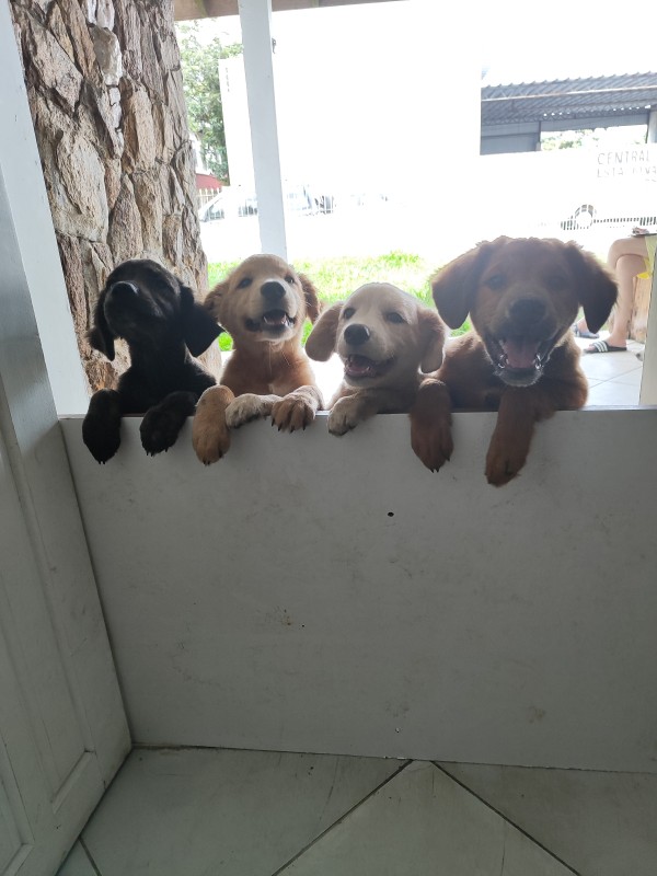 Cachorro Médio para adoção em Balneário Camboriú - Santa Catarina