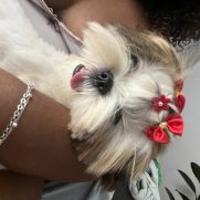 Cachorro porte pequeno para adoção em Betim - Minas Gerais