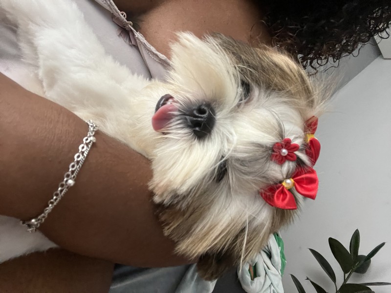 Cachorro Pequeno para adoção em Betim - Minas Gerais