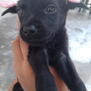 Cachorro porte pequeno para adoção em Mauá - São Paulo