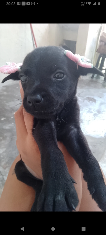 Cachorro Pequeno para adoção em Mauá - São Paulo