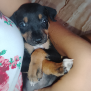Cachorro porte pequeno para adoção em Mauá - São Paulo