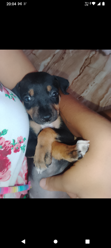 Cachorro Pequeno para adoção em Mauá - São Paulo