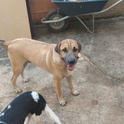 Cachorro porte medio para adoção em Mateus Leme - Minas Gerais