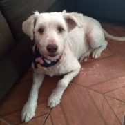 Cachorro porte medio para adoção em Brasília - Distrito Federal