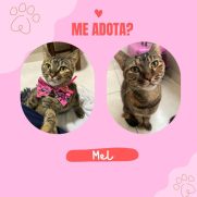 Gato porte pequeno para adoção em Porto Alegre - Rio Grande do Sul