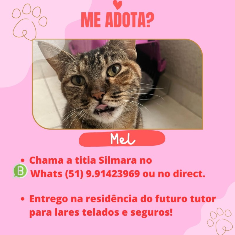 Gato Pequeno para adoção em Porto Alegre - Rio Grande do Sul