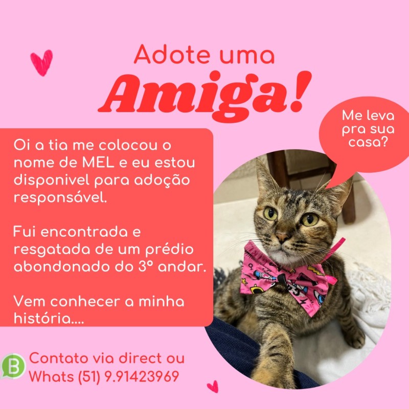 Gato Pequeno para adoção em Porto Alegre - Rio Grande do Sul