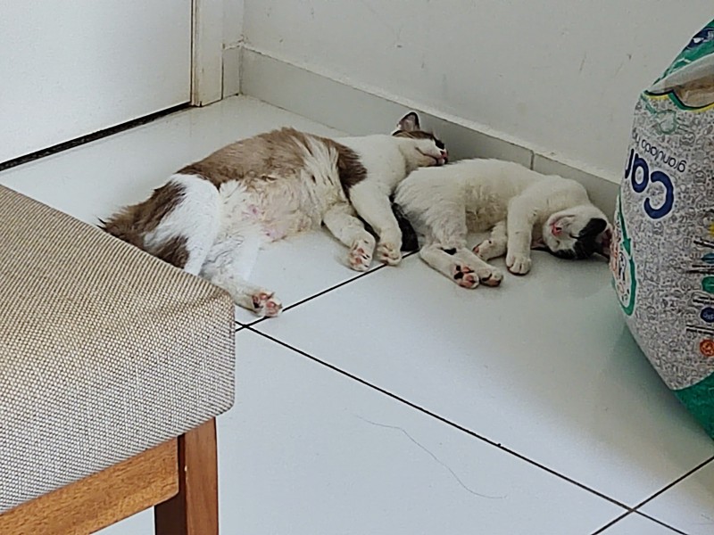 Gato Médio para adoção em São Cristóvão - Sergipe