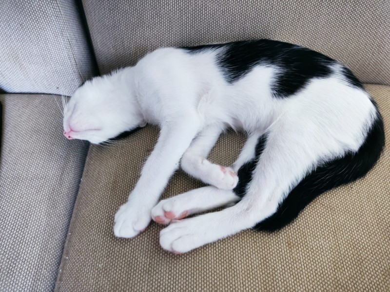 Gato Médio para adoção em São Cristóvão - Sergipe