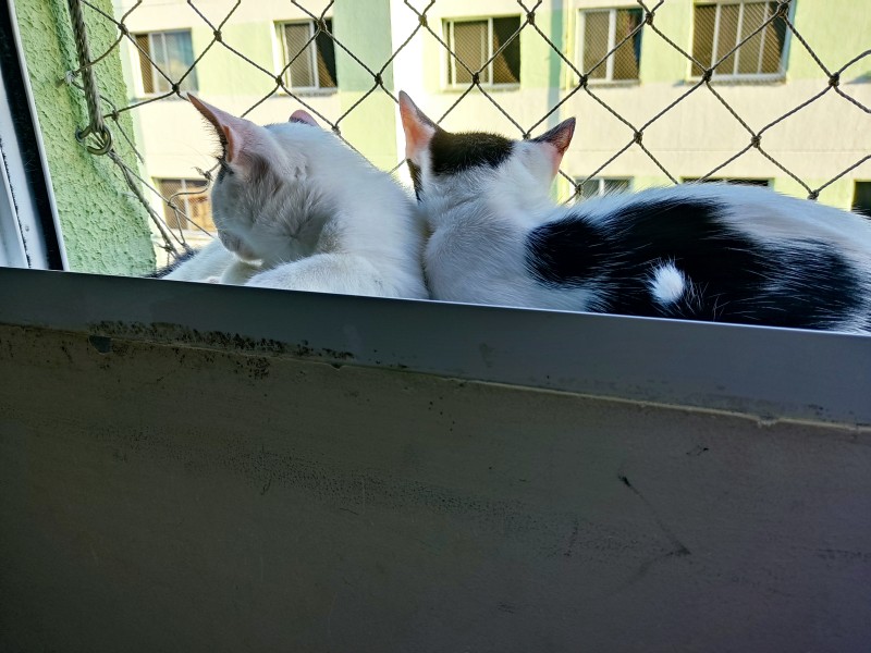 Gato Médio para adoção em São Cristóvão - Sergipe