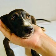 Cachorro porte medio para adoção em Mogi das Cruzes - São Paulo