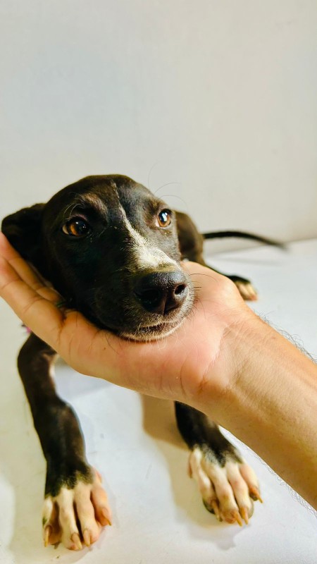 Cachorro Médio para adoção em Mogi das Cruzes - São Paulo