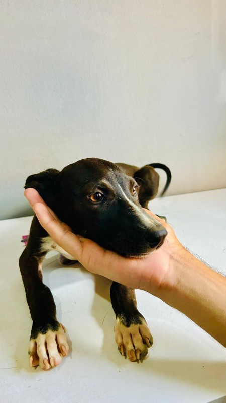 Cachorro Médio para adoção em Mogi das Cruzes - São Paulo