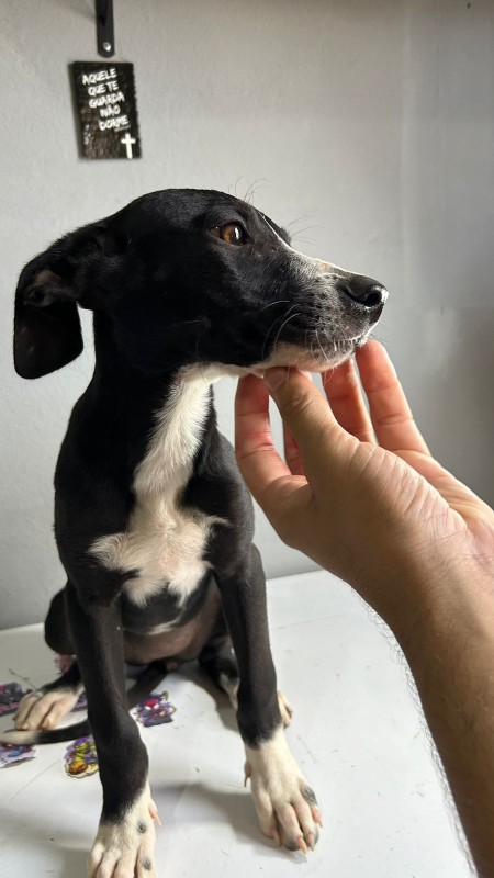 Cachorro Médio para adoção em Mogi das Cruzes - São Paulo