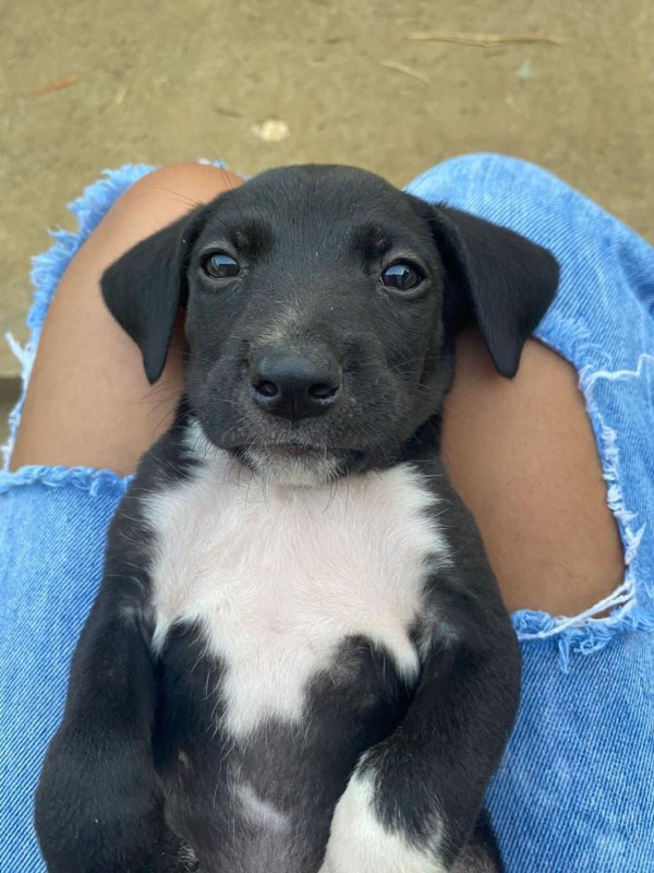 Cachorro Médio para adoção em Mogi das Cruzes - São Paulo