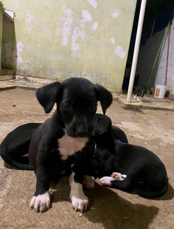 Cachorro Médio para adoção em Mogi das Cruzes - São Paulo