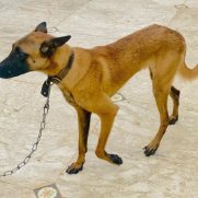 Cachorro porte medio para adoção em Brasília - Distrito Federal