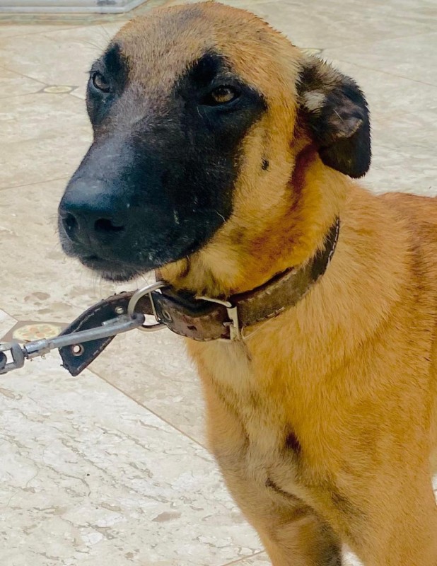 Cachorro Médio para adoção em Brasília - Distrito Federal