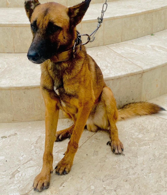 Cachorro Médio para adoção em Brasília - Distrito Federal