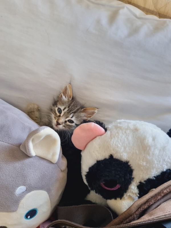 Gato Pequeno para adoção em Brasília - Distrito Federal