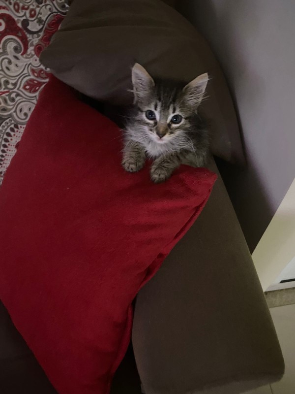 Gato Pequeno para adoção em Brasília - Distrito Federal