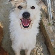 Cachorro porte pequeno para adoção em Cotia - São Paulo