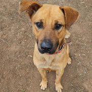 Cachorro porte medio para adoção em Cotia - São Paulo