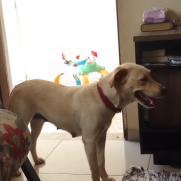 Cachorro porte medio para adoção em Arujá - São Paulo