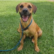 Cachorro porte grande para adoção em Cotia - São Paulo