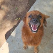 Cachorro porte medio para adoção em Cotia - São Paulo
