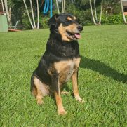 Cachorro porte medio para adoção em Cotia - São Paulo