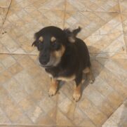 Cachorro porte medio para adoção em Sumaré - São Paulo