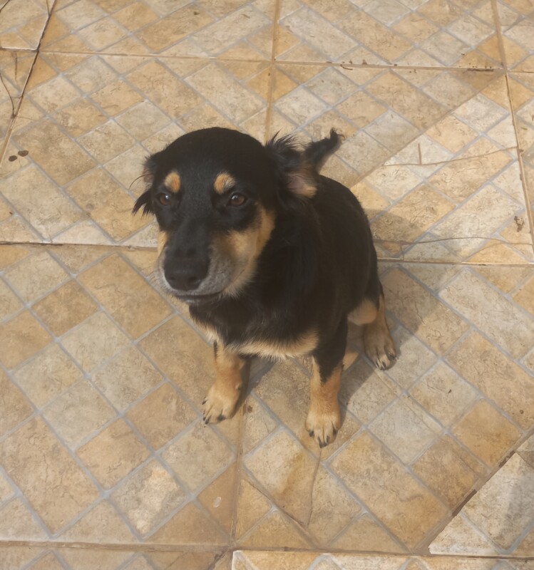 Cachorro Médio para adoção em Sumaré - São Paulo