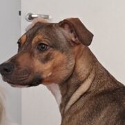 Cachorro porte medio para adoção em Betim - Minas Gerais