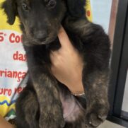 Cachorro porte medio para adoção em Betim - Minas Gerais
