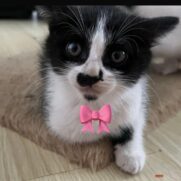 Gato porte pequeno para adoção em Balneário Camboriú - Santa Catarina