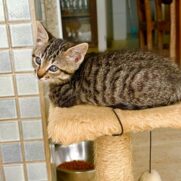 Gato porte pequeno para adoção em Balneário Camboriú - Santa Catarina