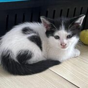 Gato porte pequeno para adoção em Balneário Camboriú - Santa Catarina