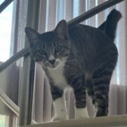 Gato porte medio para adoção em Balneário Camboriú - Santa Catarina