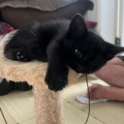 Gato porte pequeno para adoção em Balneário Camboriú - Santa Catarina